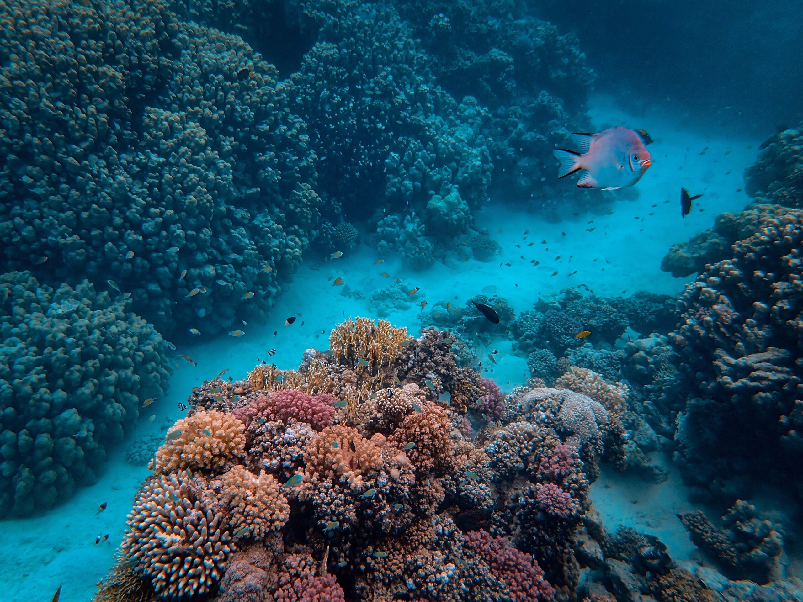 Coral Reef Restoration in the Virgin Islands